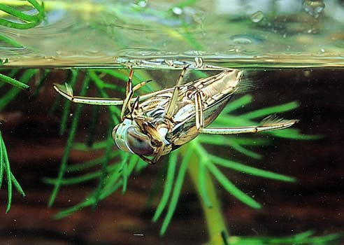 backswimmer