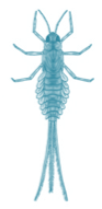 mayfly-blue