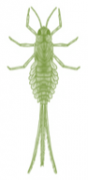 mayfly-green