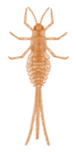 mayfly-yellow