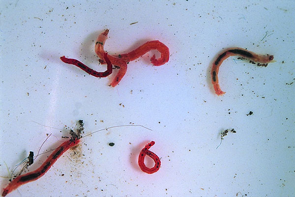 Bloodworms