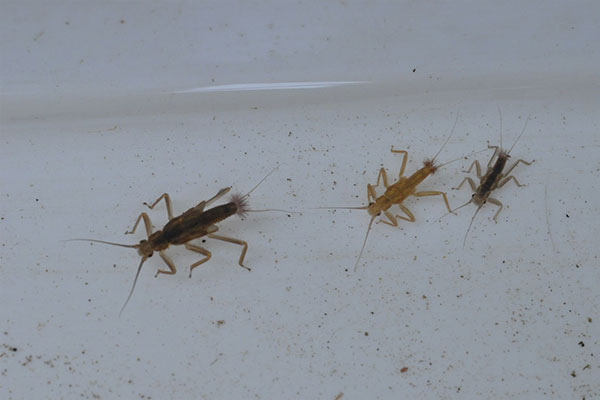 stoneflies