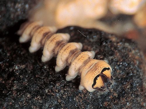 Blephariceridae (Unident.)(Larva)