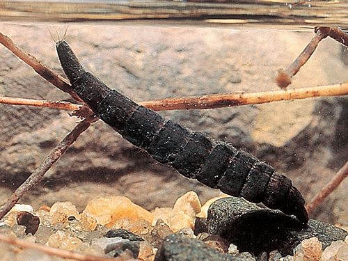 Diptera (Unident.)(Larva)